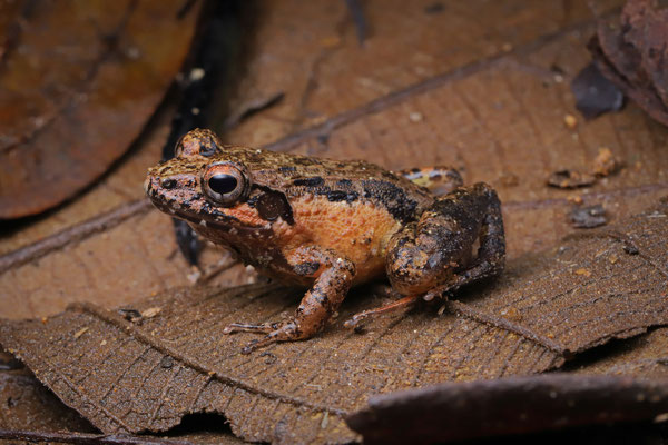 Betsileo Madagascar Frog (Mantidactylus betsileanus) 