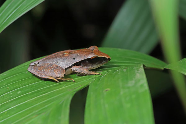 Red-eyed Masked Litter Frog (Craugastor gollmeri)