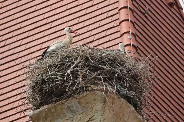 White Storks (Ciconia ciconia)