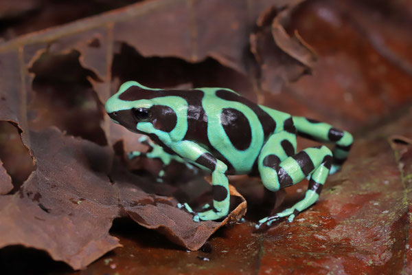 Green-and-Black Poison Dart Frog (Dendrobates auratus) 