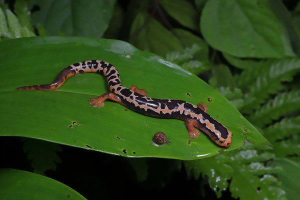 Yellowbelly Mushroomtongue Salamander (Bolitoglossa flaviventris)