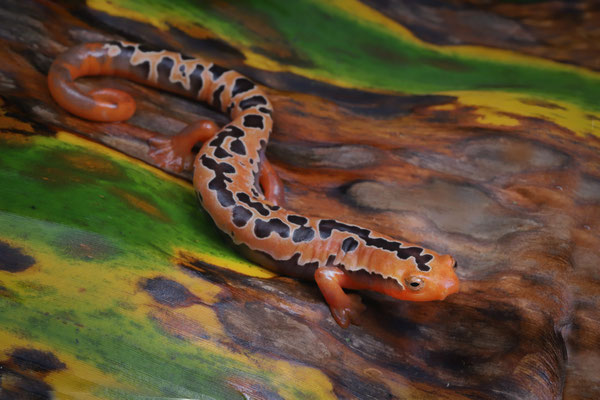 Yellowbelly Mushroomtongue Salamander (Bolitoglossa flaviventris)
