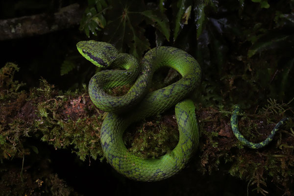 Yellow-blotched Palm Pitviper (Bothriechis aurifer)