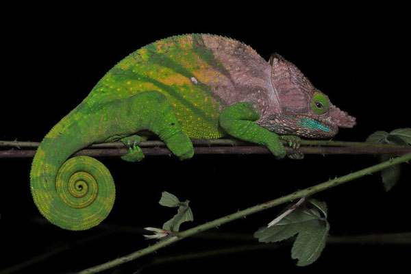 O'Shaughnessy's Chameleon (Calumma oshaughnessyi) male