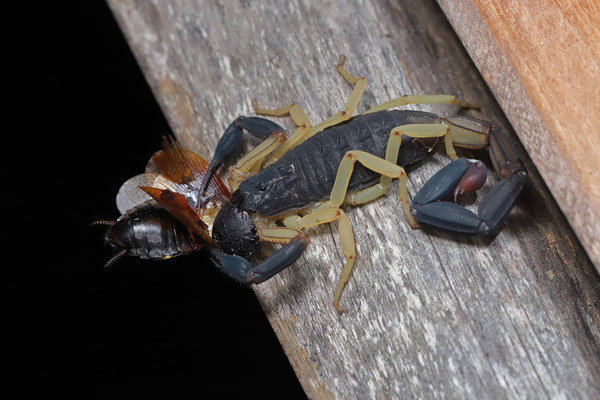 Oaxacan Bark Scorpion (Centruroides fulvipes)