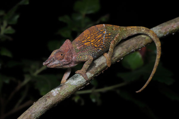 Southern Highlands One-horned Chameleon (Kinyongia msuyae) male