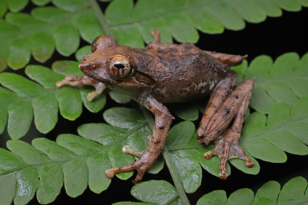 Reticulated Bright-eyed Frog (Boophis reticulatus)