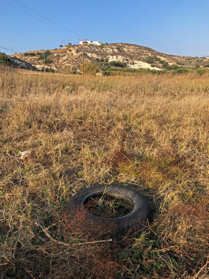 Typical habitat for Snake-eyed Skink.