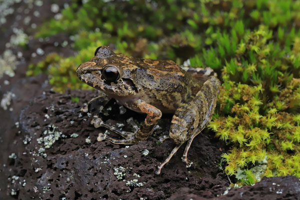 Adorned Robber Frog (Craugastor decoratus) 