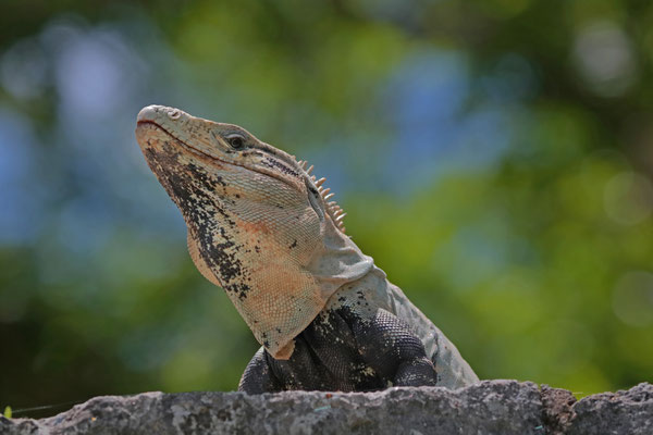 Black Spiny-tailed Iguana (Ctenosaura similis)