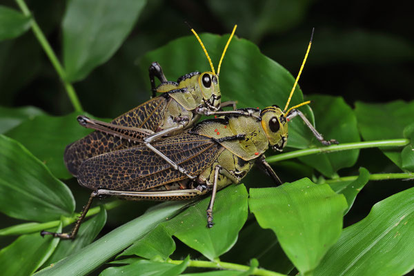 Mating Lubber Grasshoppers (Taeniopoda citricornis)