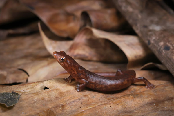 Cocle Webfoot Salamander (Bolitoglossa schizodactyla)