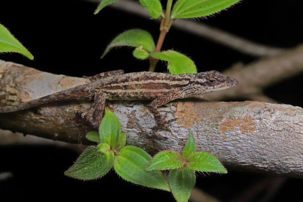 Blue-spotted Fan Anole (Anolis unilobatus)