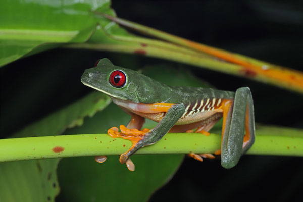 Red-eyed Leaf Frog (Agalychnis callidryas)