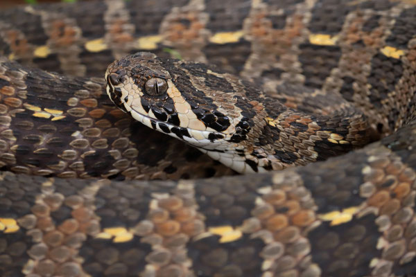 Lowland Swamp Viper (Proatheris superciliaris) 
