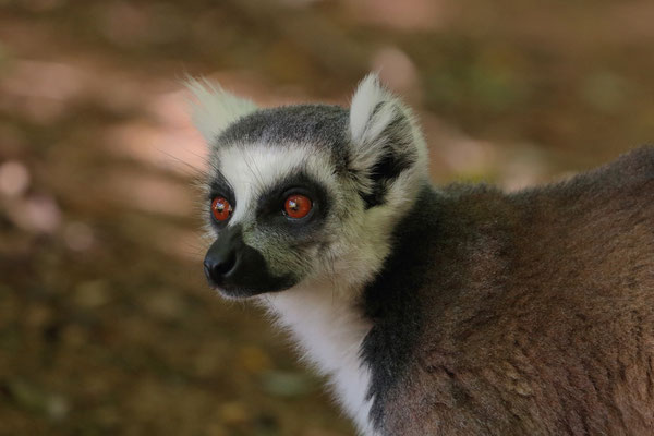 Ring-tailed Lemur (Lemur catta)