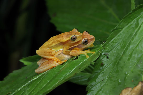 Merten's Yellow Tree Frog (Dendropsophus robertmertensi) amplectant pair