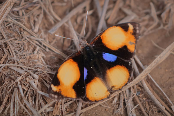 Yellow Pansy (Junonia hierta)