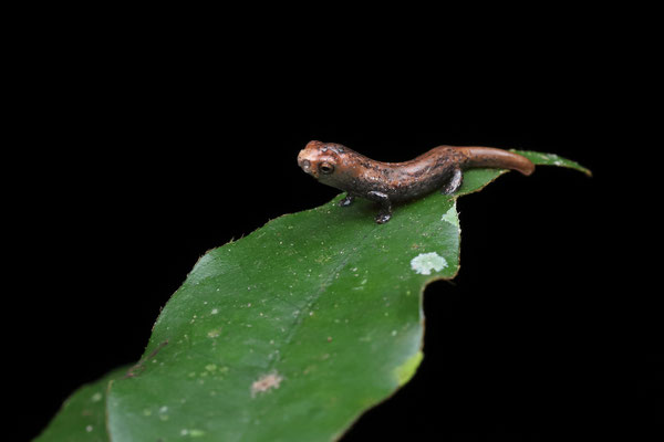 Wood-colored Webfoot Salamander (Bolitoglossa lignicolor) juvenile