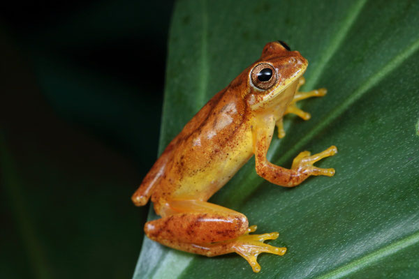 Small-headed Treefrog (Dendropsophus microcephalus)