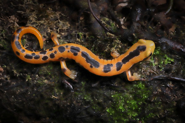 Yellowbelly Mushroomtongue Salamander (Bolitoglossa flaviventris)