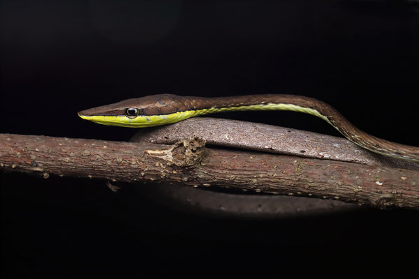Thornscrub Vine Snake (Oxybelis microphthalmus)