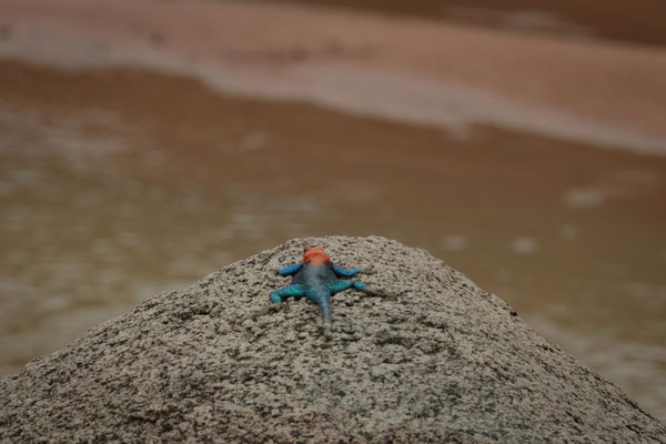 Not the best angle on this beautiful Dodoma Rock Agama (Agama dodomae), but it was not a good idea getting out of the car with lions within 10 meters.