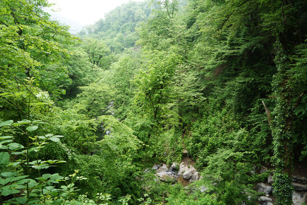 The Shirabad jungle © Matthieu Berroneau
