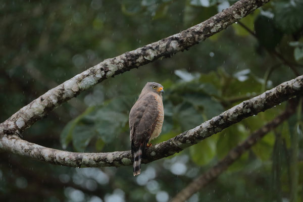 Roadside Hawk (Rupornis magnirostris)