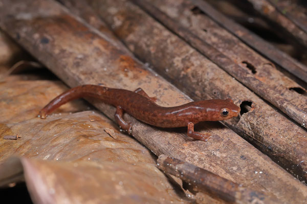 Cocle Webfoot Salamander (Bolitoglossa schizodactyla)