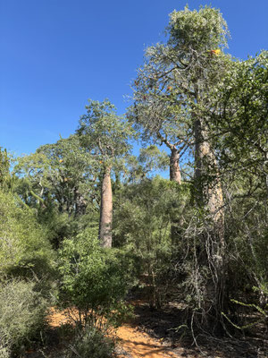 Beautiful spiny forest.