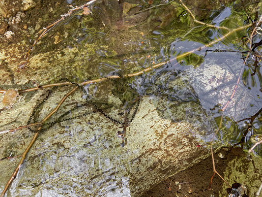 Common Toad (Bufo bufo) eggs
