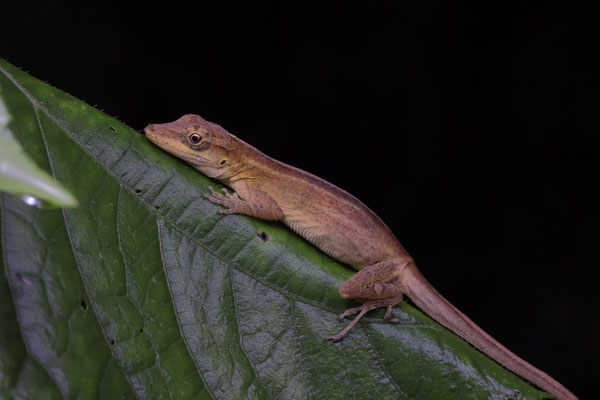 Blue-spotted Fan Anole (Anolis unilobatus)
