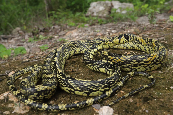 Chicken Snake (Spilotes pullates)