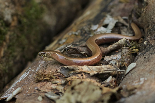 Slow Worm (Anguis fragilis) female