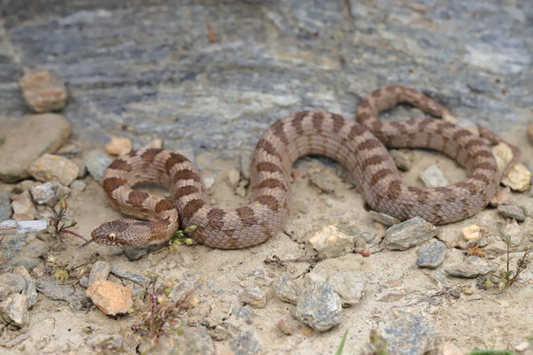 Cat Snake (Telescopus fallax) 