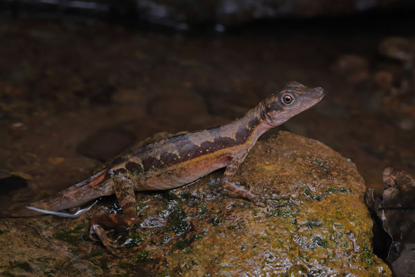 Purple Swimming Anole (Anolis purpuronectes) female. All of them were found sitting partially submerged in the water.