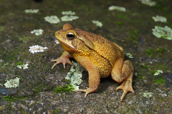 Dwarf Toad (Incilius canaliferus) male