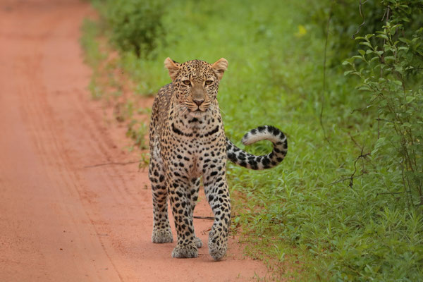 Leopard (Panthera pardus) walking towards the car.