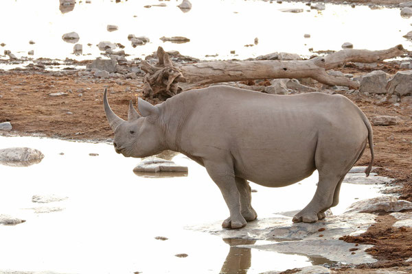 Black Rhinoceros (Diceros bicornis)