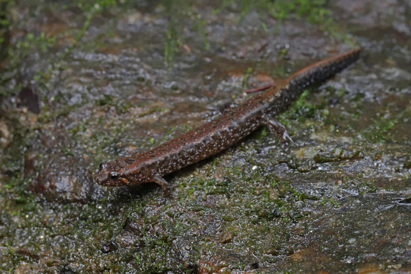 Talladega Seal Salamander (Desmognathus cheaha)