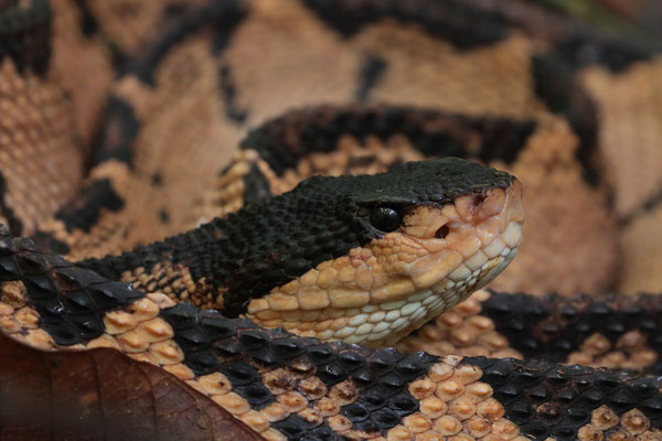 Black-headed Bushmaster (Lachesis melanocephala)