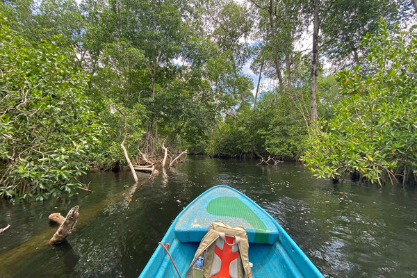 Making our way through the mangroves.