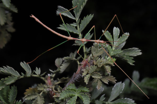 Stick Insect