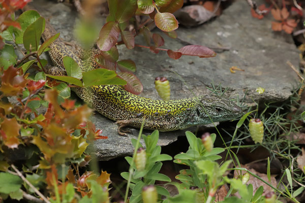 Cycladian Green Lizard (Lacerta citrovittata)