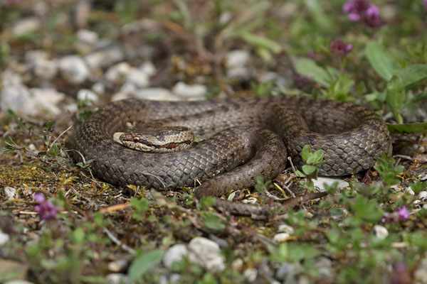 Smooth Snake (Coronella austriaca)