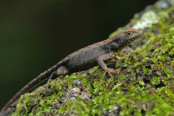 Longtail Spiny Lizard (Sceloporus siniferus)