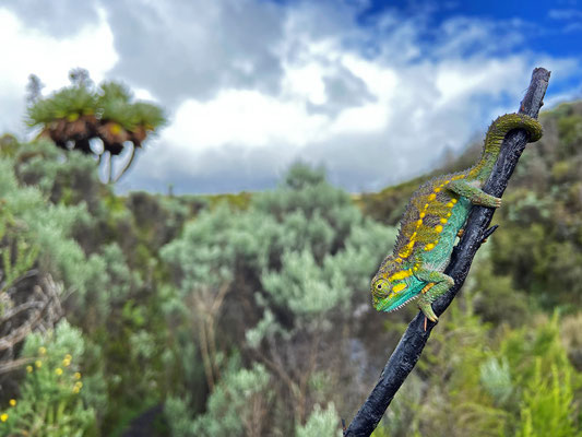 Mount Kenya Side-striped Chameleon (Trioceros schubotzi) in habitat.