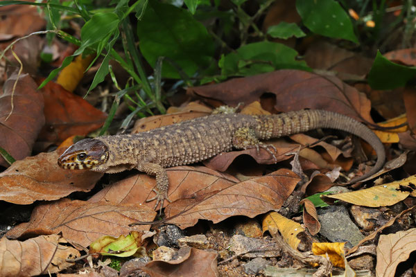 Smith's Tropical Night Lizard (Lepidophyma smithii)