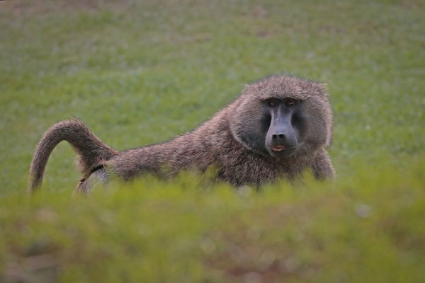 Olive Baboon (Papio anubis)